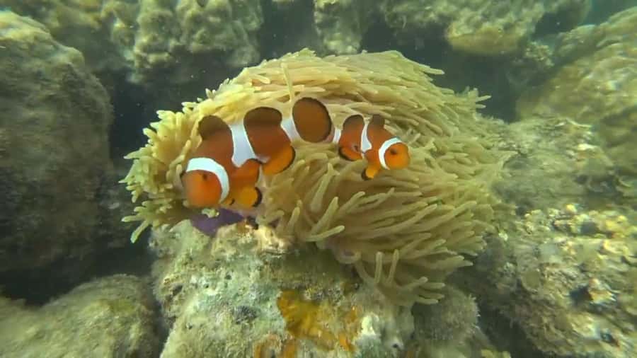 Bintan Snorkeling - Jetty to Snorkel Spot: 10–15 Minutes That Can Feel Rough
