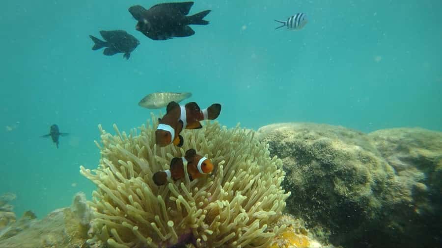 Bintan Snorkeling - Price and Value: What You’re Really Paying For
