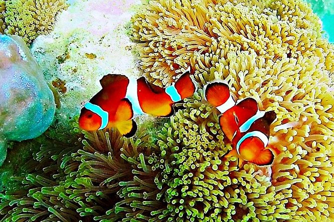 Bintan Snorkeling Tour - Lagoi to Kelong: The Simple Flow That Makes Snorkeling Easier