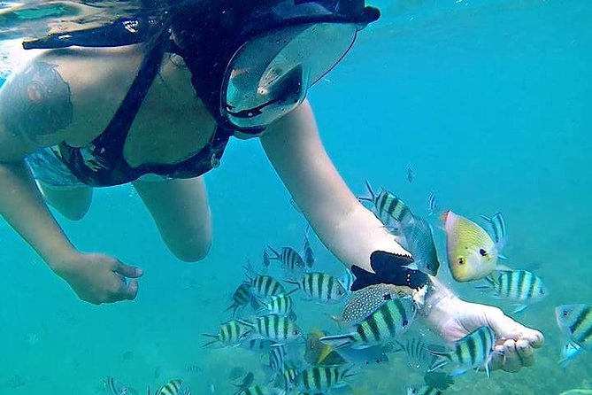 Bintan Snorkeling Tour - Getting There: Pickup, Boat Ride Energy, and Time Choices