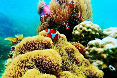 Bintan Snorkeling Tour - Snorkeling With an Instructor: Long Water Time and Marine Life Spotting