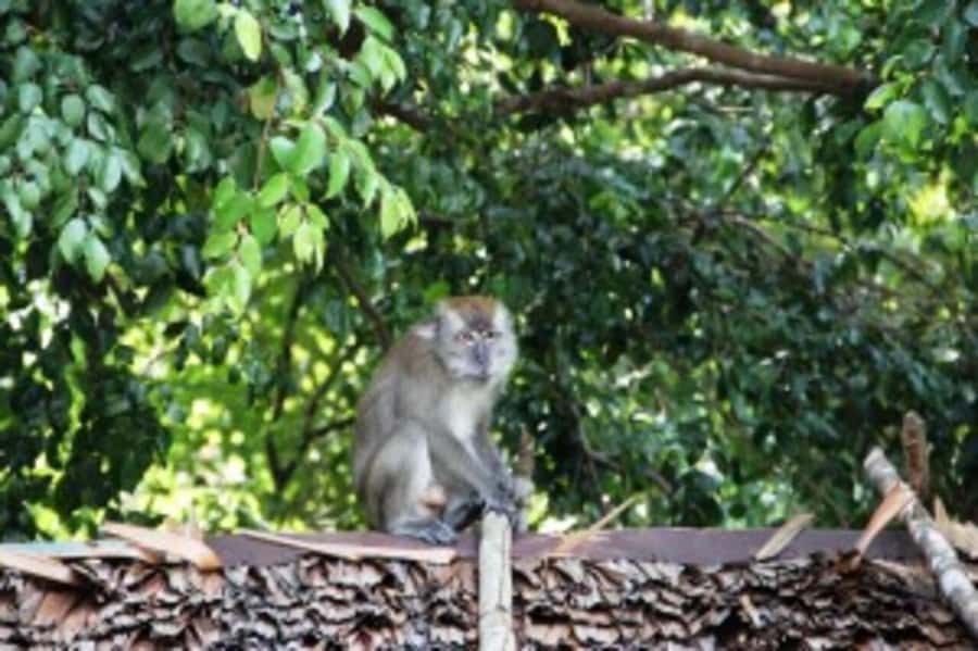 Bintan Tour Mangrove or Fireflies - Should You Book This Tour?