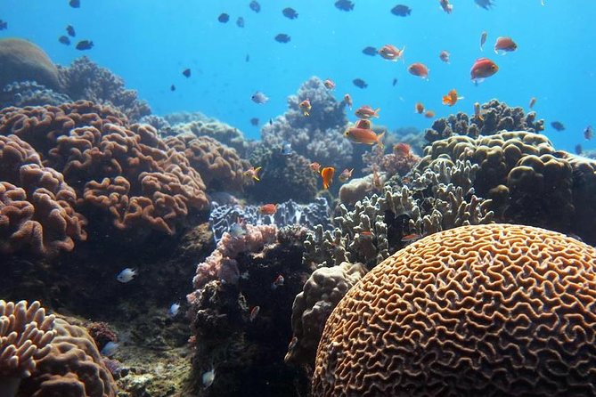 Bloo Lagoon Snorkeling East Bali Includes Transportation & Lunch - Lunch between saltwater and photos: what to expect