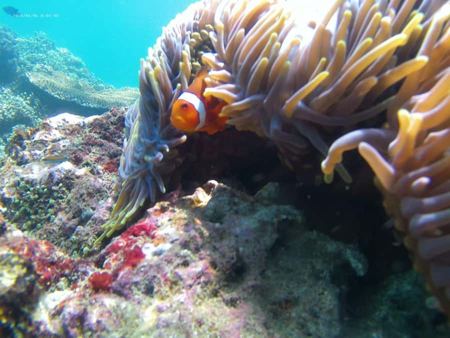 Blue Lagoon and Tanjung Jepun Snorkeling Tour - Blue Lagoon: coral, lots of color, and a sea turtle chance