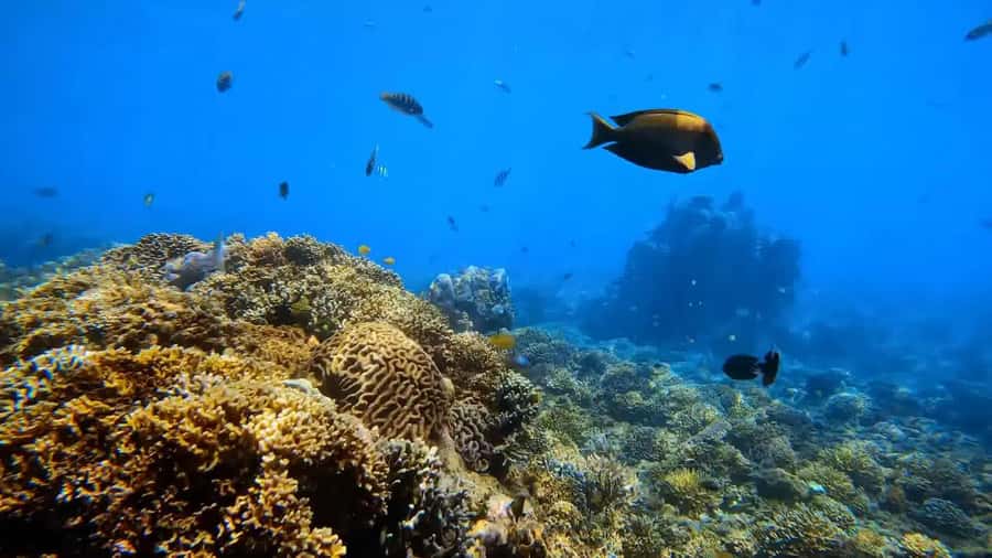 Blue Lagoon and Tanjung Jepun Snorkeling Tour - What’s included (and what you should bring)