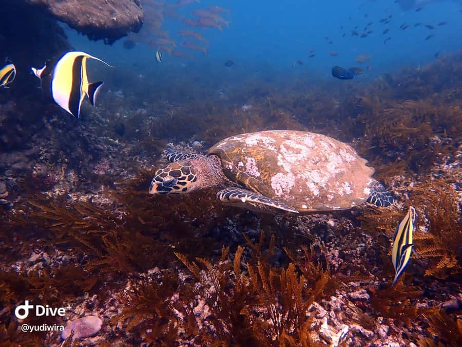 Blue Lagoon and Tanjung Jepun Snorkeling Tour - How long you’ll be gone (and why 1.5 to 2 hours is ideal)