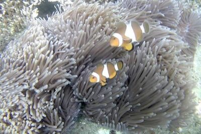 Blue Lagoon & Tanjung Jepun Snorkeling Private Tour - The “private” part: what you actually gain