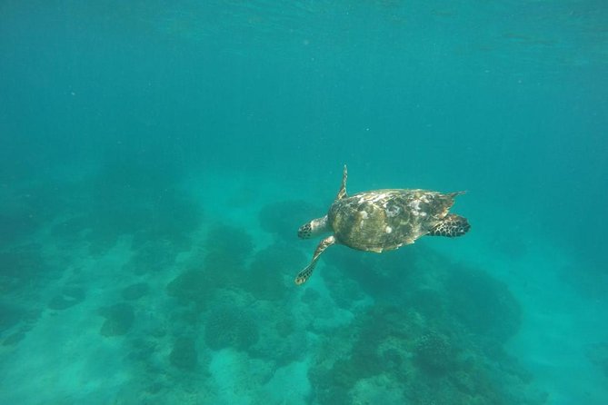 Blue Lagoon & Tanjung Jepun Snorkeling Private Tour - What you’ll likely see (and how to make the most of it)