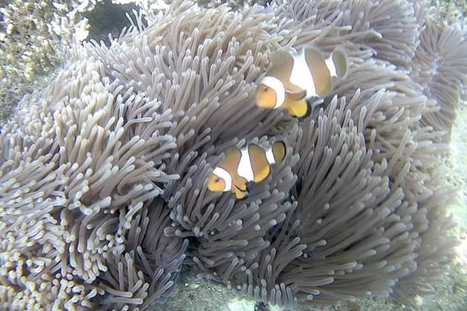 Blue Lagoon & Tanjung Jepun Snorkeling Private Tour - The “private” part: what you actually gain