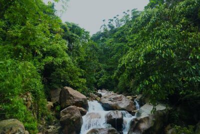 Bogor Botanical Garden & Rainforest Trekking to Hidden Waterfall - Price and Value: What $95 Includes (and Why It Adds Up)