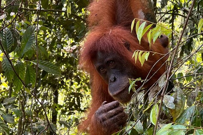 Bukit lawang 2 Day 1 Night with camping - Key things that make this trek worth your time