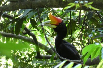 Bukit lawang 2 Day 1 Night with camping - Day 1: pickup around 9:00 and a 5–6 hour jungle hike