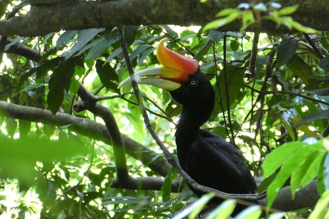 Bukit lawang 2 Day 1 Night with camping - Day 1: pickup around 9:00 and a 5–6 hour jungle hike
