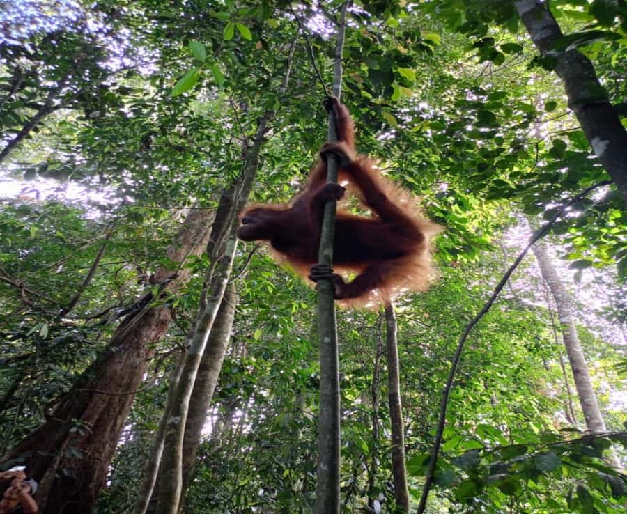 Bukit Lawang: A Unique Wildlife Tour & Overnight into Jungle - What to bring (and what to skip) so Day 1 feels easier