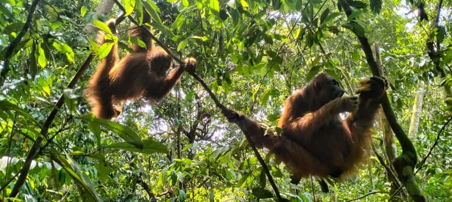 Bukit Lawang: A Unique Wildlife Tour & Overnight into Jungle - Day 1: Mount Leuser trek, narrow trails, and a lot of river relief