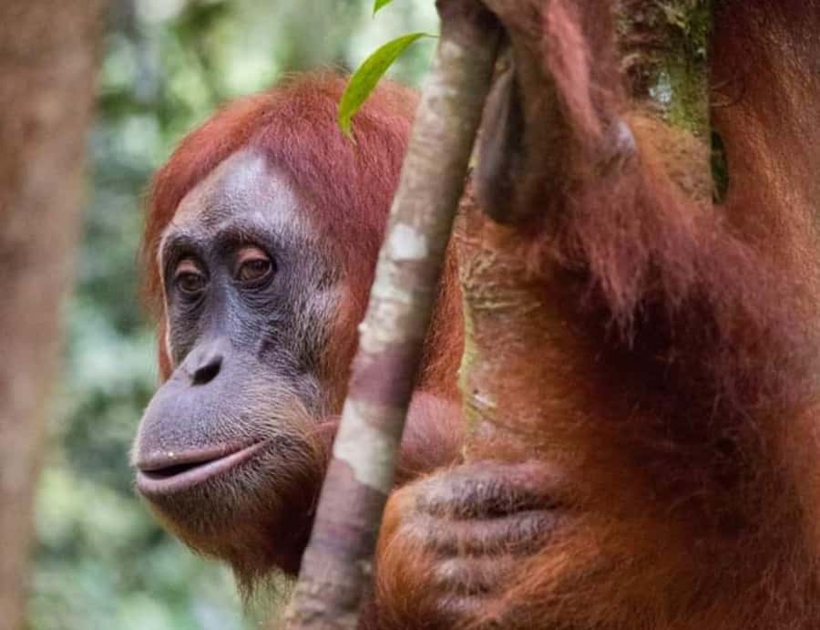 Bukit Lawang: A Unique Wildlife Tour & Overnight into Jungle - Day 2: rafting back to Bukit Lawang and how it changes the mood