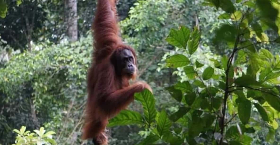 Bukit Lawang: A Unique Wildlife Tour & Overnight into Jungle - Food quality on a trek like this: what you actually get