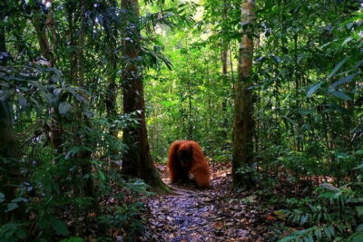 Bukit Lawang Berastagi 4 Days 3 Nights Volcano & Jungle Trekking - Day 1: Arriving and Getting Set for Bukit Lawang