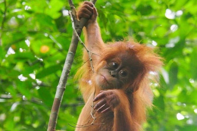 Bukit Lawang Berastagi 4 Days 3 Nights Volcano & Jungle Trekking - Day 4: Mount Sibayak Early Hike and Pesona Hot Spring Reset