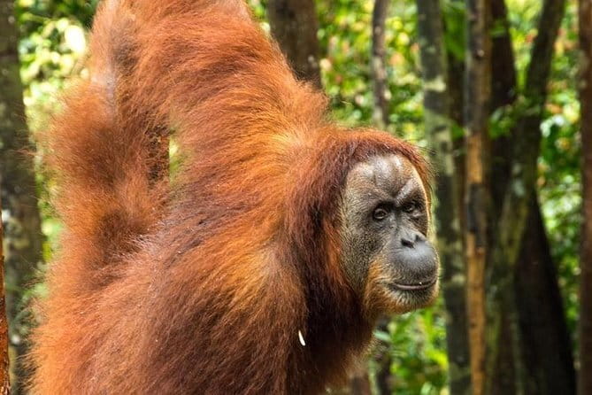 Bukit Lawang Berastagi 4 Days 3 Nights Volcano & Jungle Trekking - Guides, Safety, and How the Trip Feels Day to Day