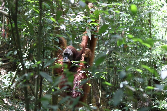 Bukit Lawang Full Day Jungle Trek - Why This Trek Works for Real Jungle Sightings