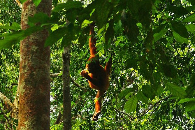 Bukit Lawang Full Day Jungle Trek - Small Group Size Means Better Orangutan Odds
