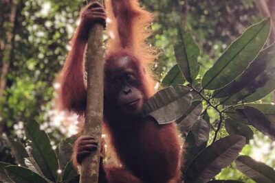 Bukit Lawang Full Day Jungle Trek - Gunung Leuser National Park: What You’ll Actually Do Inside