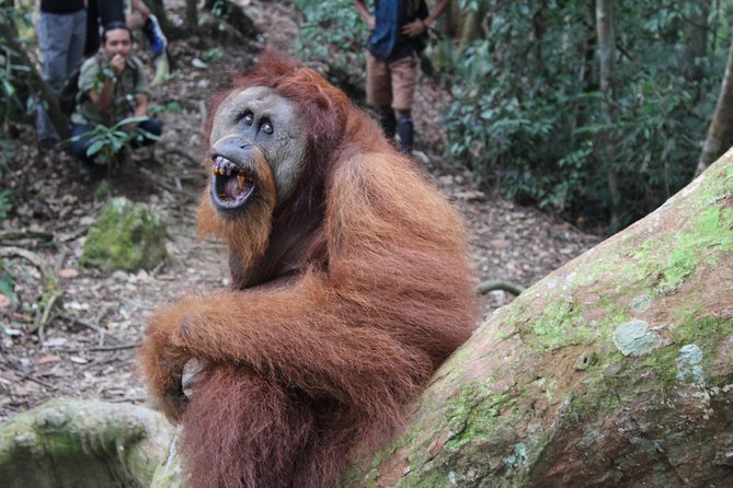 Bukit Lawang Full Day Jungle Trek - Return Options: Walk Back vs River Tubing