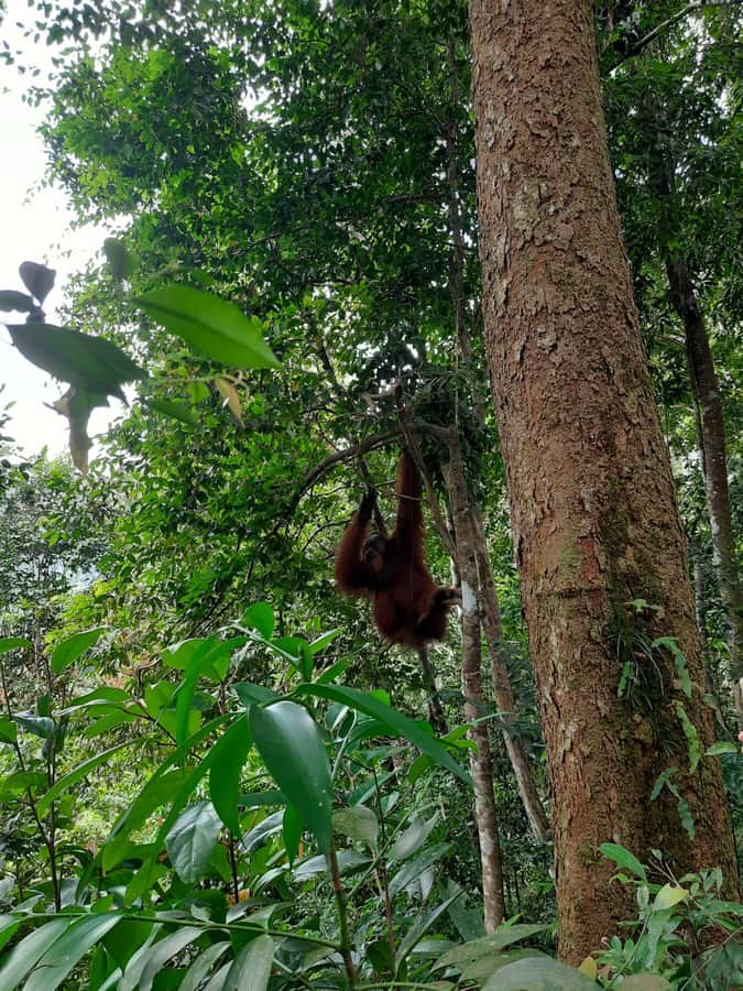 Bukit Lawang: Jungle Trekking and Rafting Day Trip - Quick hits: what makes this day work