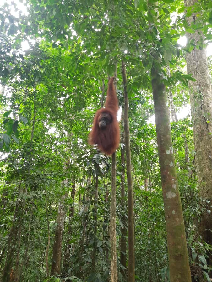 Bukit Lawang: Jungle Trekking and Rafting Day Trip - Bukit Lawang in context: why Gunung Leuser feels different