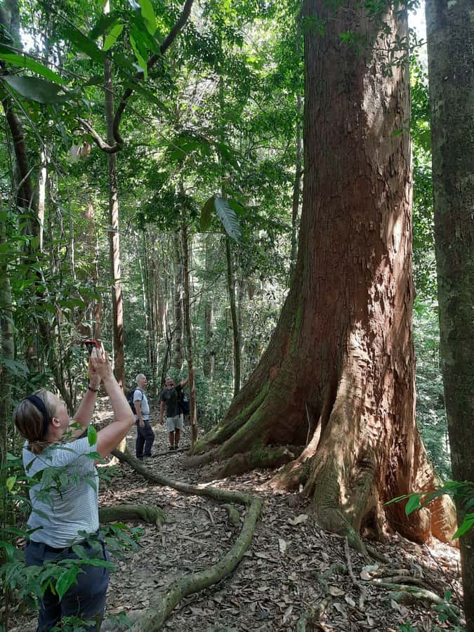 Bukit Lawang: Jungle Trekking and Rafting Day Trip - Trekking the tropical rainforest: what you should plan to notice