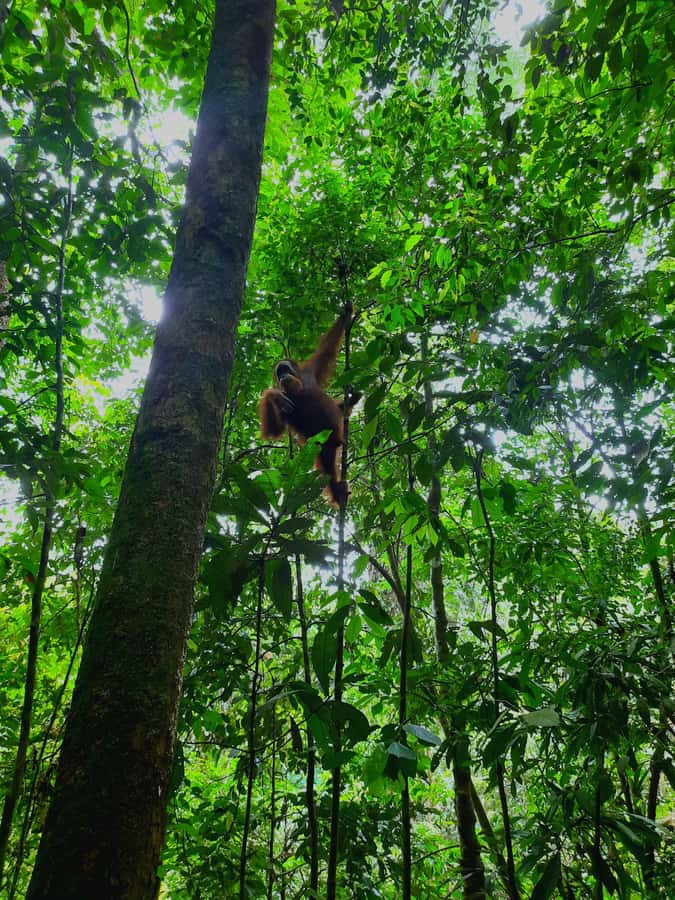 Bukit Lawang: Jungle Trekking and Rafting Day Trip - Bahorok River rafting: traditional inner-tube thrills, plus wet surprises