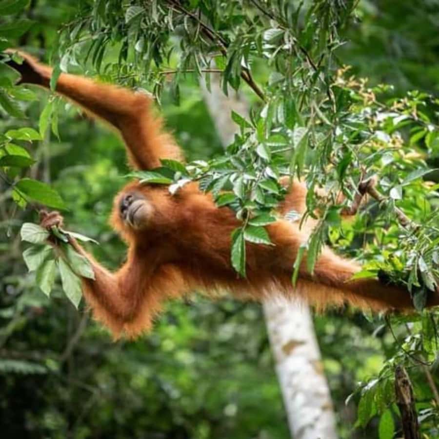 Bukit Lawang: Orangutan Tour & Wonderful Jungle View - Key Points That Matter for Your Day