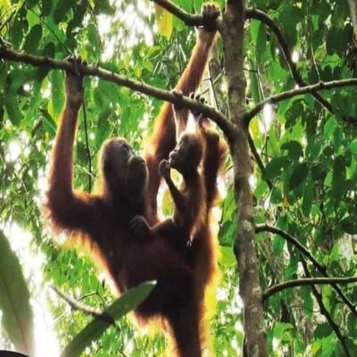 Bukit Lawang: Orangutan Tour & Wonderful Jungle View - The Real Schedule: How a 1-Day Tour Feels