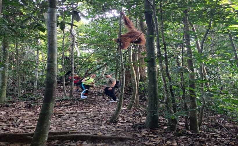 Bukit Lawang: Orangutan Tour & Wonderful Jungle View - Entering the Forest: The 3-Hour Hike That Powers the Whole Day
