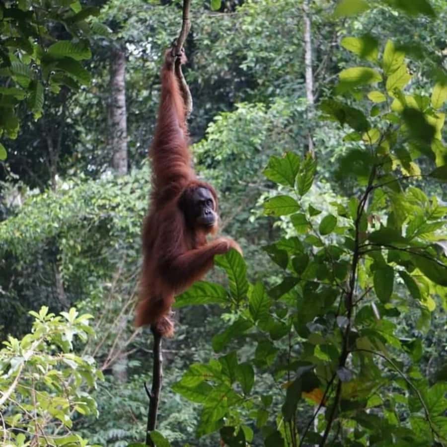 Bukit Lawang: Orangutan Tour & Wonderful Jungle View - Orangutans: Close-Up Chances in a Real Habitat