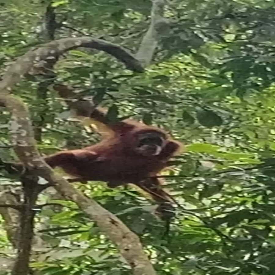 Bukit Lawang: Orangutan Tour & Wonderful Jungle View - Other Wildlife: It’s Not Just Orangutans