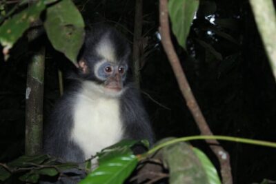 Bukit lawang tour 3days-2 night jungle trekking including rafting - Day 2: River Breakfast, Then Another 6–7 Hours for Wildlife Chances