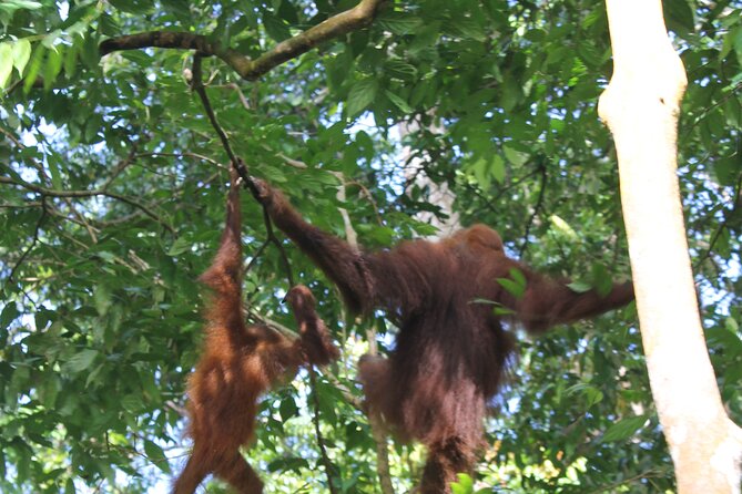 Bukit lawang tour 3days-2 night jungle trekking including rafting - Guides Like Nanang, Angga, and Suria: Why the Right Guide Changes Everything