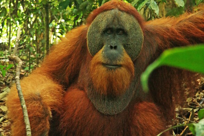 Bukit lawang tour 3days-2 night jungle trekking including rafting - Comfort Level and Food: Basic Camps Work Until They Don’t