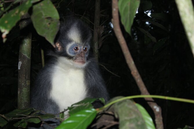 Bukit lawang tour 3days-2 night jungle trekking including rafting - Day 2: River Breakfast, Then Another 6–7 Hours for Wildlife Chances