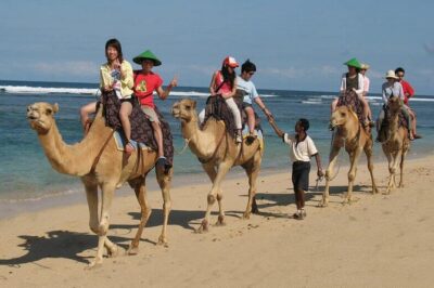 Camel Safari 30 minutes In White Sand Beach - Getting There From South Bali: The Private Transfer Advantage