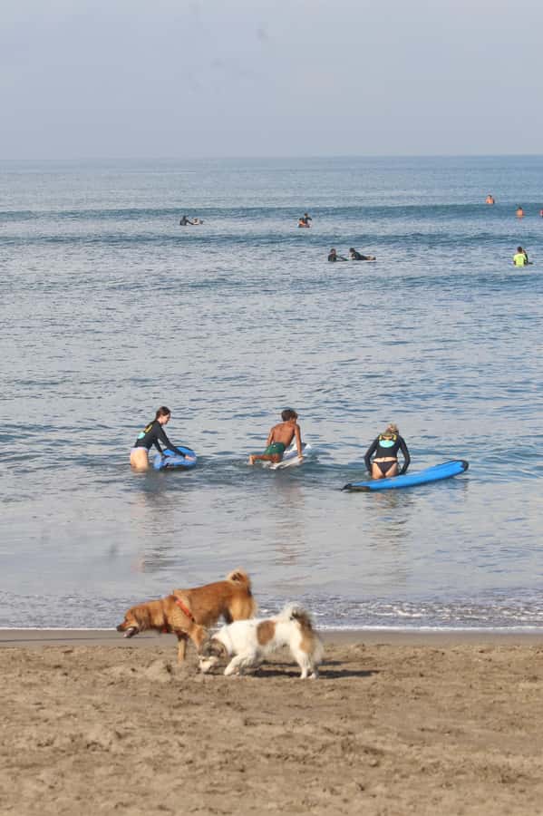 Canggu: 2-Hour Surf Course - What to Bring (Plus One Extra Smart Add-On)