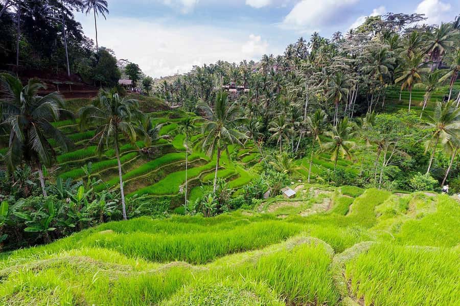 Central Bali: Ubud Village, Rice Terrace, and Kintamani Tour - Tirta Empul Temple: Where the Holy Spring Theme Becomes the Main Event