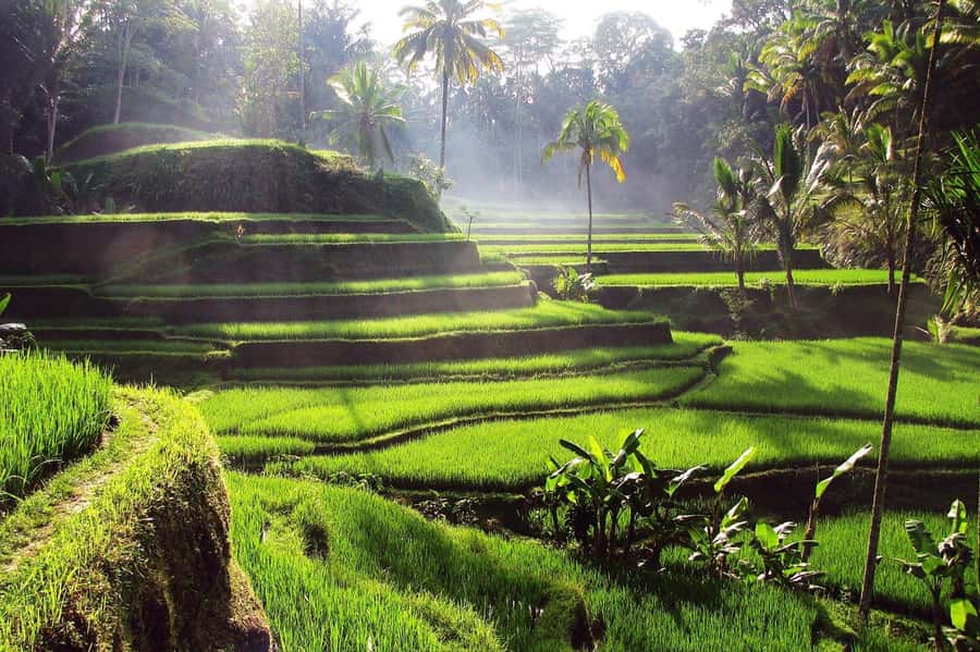 Central Bali: Ubud Village, Rice Terrace, and Kintamani Tour - Who This Tour Suits Best (And Who Might Want a Different Plan)