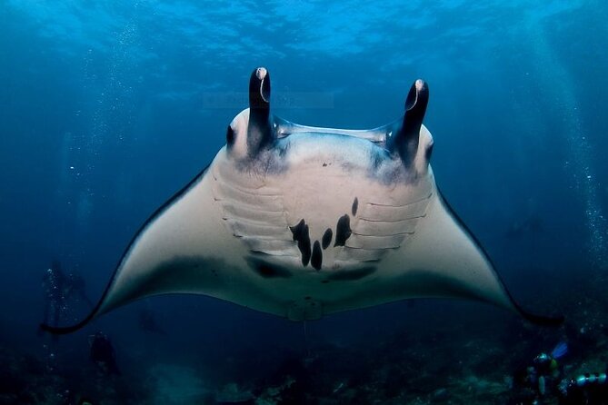 Certified Scuba Dive with Manta Rays (Open Water Diver minimum) - Key Highlights at a Glance