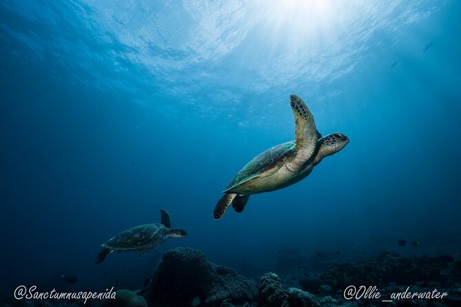 Certified Scuba Dive with Manta Rays (Open Water Diver minimum) - What the Water Time Feels Like: Expectations Without Guesswork