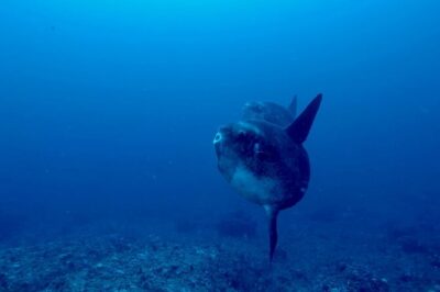 Certified Scuba Dive with Manta Rays (Open Water Diver minimum) - Boat Day Comfort: Lunch, Hot Drinks, Snacks, and Water