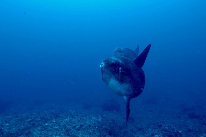Certified Scuba Dive with Manta Rays (Open Water Diver minimum) - Boat Day Comfort: Lunch, Hot Drinks, Snacks, and Water