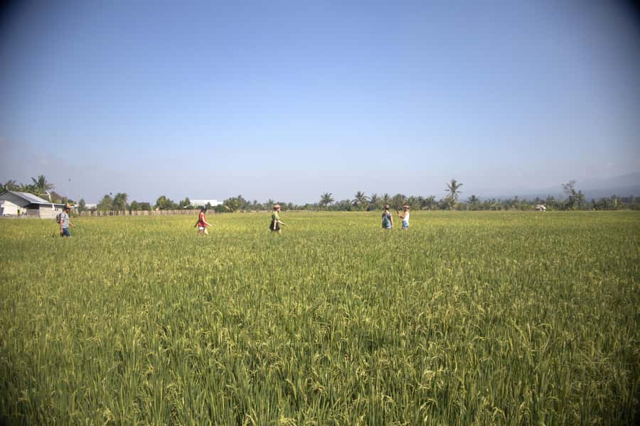 Countryside Bike Ride to Golong Village and Lingsar Temple - Suranadi Temple and the Hindu-Muslim unity you’ll actually see